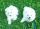 American Eskimo Dog Puppies for sale in Arpin, WI 54410, USA. price: $1,500