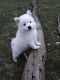American Eskimo Dog Puppies for sale in Wellington, OH 44090, USA. price: $500