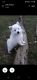 American Eskimo Dog Puppies for sale in Wellington, OH 44090, USA. price: $400