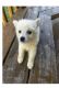 American Eskimo Dog Puppies for sale in Jacksonville, FL, USA. price: $300