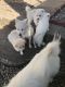 American Eskimo Dog Puppies for sale in Sedalia, MO 65301, USA. price: $700