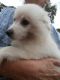 American Eskimo Dog Puppies for sale in Galesburg, IL 61401, USA. price: $450,350