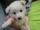American Eskimo Dog Puppies for sale in Galesburg, IL 61401, USA. price: $450