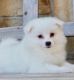 American Eskimo Dog Puppies for sale in Colorado Springs, CO, USA. price: $2,000
