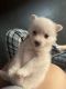 American Eskimo Dog Puppies for sale in Sedalia, MO 65301, USA. price: $500