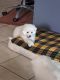American Eskimo Dog Puppies for sale in Lake Alfred, FL 33850, USA. price: $500
