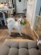 American Eskimo Dog Puppies for sale in Frisco, TX, USA. price: $350