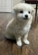 American Eskimo Dog Puppies for sale in Dallas, TX, USA. price: $200