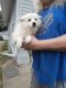 American Eskimo Dog Puppies for sale in Galesburg, IL 61401, USA. price: $200