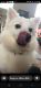 American Eskimo Dog Puppies for sale in Macomb, MI 48042, USA. price: $50