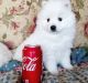 American Eskimo Dog Puppies for sale in Manchester, New Hampshire. price: $550