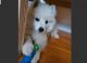 American Eskimo Dog Puppies for sale in Houghton, Michigan. price: $600