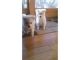American Eskimo Dog Puppies for sale in Keithville, LA 71047, USA. price: NA
