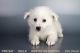 American Eskimo Dog Puppies for sale in Chula Vista, CA, USA. price: NA
