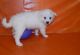 American Eskimo Dog Puppies for sale in East Los Angeles, CA, USA. price: NA