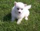 American Eskimo Dog Puppies for sale in Alabaster, AL, USA. price: $200