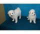 American Eskimo Dog Puppies for sale in Metairie, LA, USA. price: NA