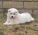 American Eskimo Dog Puppies for sale in Corona, CA, USA. price: $750