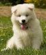 American Eskimo Dog Puppies for sale in Birmingham, AL, USA. price: NA