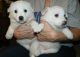American Eskimo Dog Puppies for sale in Carlsbad, CA, USA. price: NA