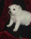 American Eskimo Dog Puppies for sale in Houston, TX, USA. price: NA