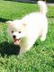 American Eskimo Dog Puppies for sale in Boise, ID, USA. price: NA