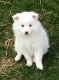 American Eskimo Dog Puppies for sale in Battle Lake, MN 56515, USA. price: $500