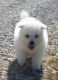 American Eskimo Dog Puppies for sale in Chicago, IL, USA. price: NA