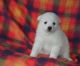 American Eskimo Dog Puppies for sale in Seattle, WA, USA. price: NA