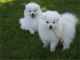 American Eskimo Dog Puppies for sale in Denver, CO, USA. price: $500
