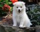 American Eskimo Dog Puppies for sale in Louisville, KY, USA. price: NA