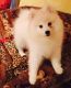 American Eskimo Dog Puppies for sale in Roseville, OH 43777, USA. price: NA