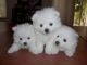 American Eskimo Dog Puppies for sale in Dallas, TX, USA. price: NA
