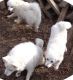 American Eskimo Dog Puppies for sale in Caddo Mills, TX 75135, USA. price: NA