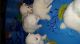 American Eskimo Dog Puppies for sale in Caddo Mills, TX 75135, USA. price: NA