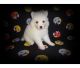 American Eskimo Dog Puppies for sale in Dallas, TX, USA. price: $500
