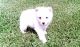 American Eskimo Dog Puppies for sale in Cincinnati, OH, USA. price: NA