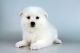 American Eskimo Dog Puppies for sale in San Diego, CA, USA. price: NA