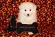 American Eskimo Dog Puppies for sale in Lakewood, CO, USA. price: $500