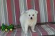 American Eskimo Dog Puppies for sale in Millersburg, OH 44654, USA. price: NA