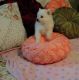 American Eskimo Dog Puppies for sale in New York, NY, USA. price: NA