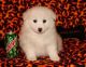 American Eskimo Dog Puppies for sale in Aptos, CA 95003, USA. price: NA