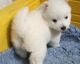 American Eskimo Dog Puppies for sale in La Barge, WY 83123, USA. price: NA