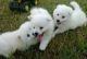 American Eskimo Dog Puppies for sale in Los Angeles, CA, USA. price: NA