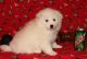 American Eskimo Dog Puppies for sale in Bel Air, Los Angeles, CA, USA. price: $500