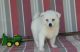 American Eskimo Dog Puppies for sale in San Jose, CA, USA. price: NA