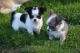 American Eskimo Dog Puppies for sale in Burbank, CA, USA. price: NA