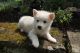 American Eskimo Dog Puppies for sale in Spokane, WA, USA. price: NA