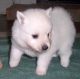 American Eskimo Dog Puppies for sale in Jersey City, NJ, USA. price: NA