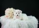 American Eskimo Dog Puppies for sale in Fort Lauderdale, FL, USA. price: NA